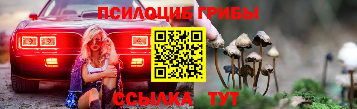 Галлюциногенные грибы Psilocybe  Лыткарино  где можно купить   Псилоцибиновые грибы мицелий 